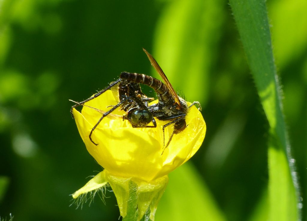 Maschio di Empis sp. che cercava di 